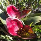 1 PCS Seeds Piece Androcymbium latifolium South African Plant 1 PCS Seeds Piece Androcymbium latifolium South African Plant