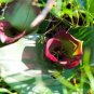 1 PCS Seeds Piece Androcymbium latifolium South African Plant