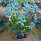 1 PCS Seeds piece Lachenalia Virdiflora