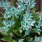 1 PCS Seeds piece Lachenalia Virdiflora
