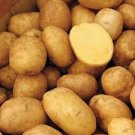 150 PCS Seeds Piece Potato Yukon Gold Flavorful Yellow-Skinned and Yellow-fleshed 150 PCS Seeds Piece Potato Yukon Gold Flavorful Yellow-Skinned and Yellow-fleshed