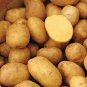 150 PCS Seeds Piece Potato Yukon Gold Flavorful Yellow-Skinned and Yellow-fleshed