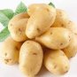 150 PCS Seeds Piece Potato Yukon Gold Flavorful Yellow-Skinned and Yellow-fleshed