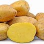 150 PCS Seeds Piece Potato Yukon Gold Flavorful Yellow-Skinned and Yellow-fleshed