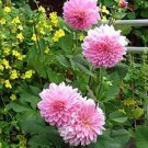 100 PCS Seeds Pieces Pink Dahlia Seeds Beautiful Gardens Dahlia Bonsai Plant 100 PCS Seeds Pieces Pink Dahlia Seeds Beautiful Gardens Dahlia Bonsai Plant