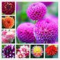 100 PCS Seeds Pieces Pink Dahlia Seeds Beautiful Gardens Dahlia Bonsai Plant