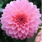 100 PCS Seeds Pieces Pink Dahlia Seeds Beautiful Gardens Dahlia Bonsai Plant