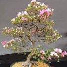 10 PCS Seeds Pieces Sakura DIY home garden bonsai flowerc