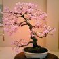 10 PCS Seeds Pieces Sakura DIY home garden bonsai flowerc