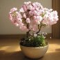 10 PCS Seeds Pieces Sakura DIY home garden bonsai flowerc