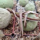 1 PCS Seeds PIEICE Pseudolithos Eylensis