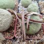 1 PCS Seeds PIEICE Pseudolithos Eylensis