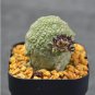 1 PCS Seeds PIEICE Pseudolithos Eylensis