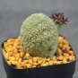 1 PCS Seeds PIEICE Pseudolithos Eylensis