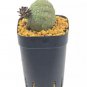 1 PCS Seeds PIEICE Pseudolithos Eylensis