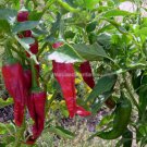 30 PCS Seeds Pig Intestines' Long Crooked Hot Chili Pepper Vegetable