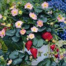 100 PCS Seeds Pikan Strawberry