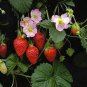 100 PCS Seeds Pikan Strawberry