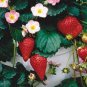 100 PCS Seeds Pikan Strawberry