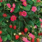100 PCS Seeds Pikan Strawberry