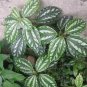 50 PCS Seeds Pilea Notata Bonsai Beautiful Foliage Plants Perennial Flowers Bonsai Pilea
