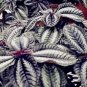 50 PCS Seeds Pilea Notata Bonsai Beautiful Foliage Plants Perennial Flowers Bonsai Pilea