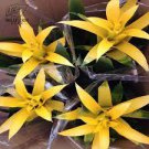 20 PCS Seeds Pineapple Seeds Yellow Ornamental Leaves Bromeliad Plant