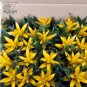 20 PCS Seeds Pineapple Seeds Yellow Ornamental Leaves Bromeliad Plant