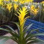 20 PCS Seeds Pineapple Seeds Yellow Ornamental Leaves Bromeliad Plant