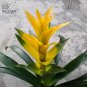 20 PCS Seeds Pineapple Seeds Yellow Ornamental Leaves Bromeliad Plant
