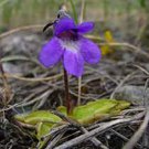 100 PCS Seeds Pinguicula Vulgaris Butterwort Carnivorous Valentine's Flower Rare