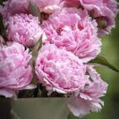 5 PCS Seeds Pink and White Japanese Peony Flower