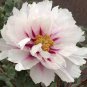 5 PCS Seeds Pink and White Japanese Peony Flower