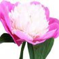 5 PCS Seeds Pink and White Japanese Peony Flower