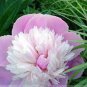 5 PCS Seeds Pink and White Japanese Peony Flower