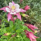 50 PCS Seeds Pink Aquilegia Garden Columbine with white inside