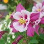 50 PCS Seeds Pink Aquilegia Garden Columbine with white inside