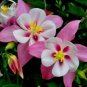 50 PCS Seeds Pink Aquilegia Garden Columbine with white inside