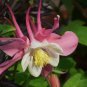 50 PCS Seeds Pink Aquilegia Garden Columbine with white inside