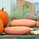 20 PCS Seeds Pink Banana Jumbo Pumpkin Seeds Flesh Fruits Squash Vegetable 20 PCS Seeds Pink Banana Jumbo Pumpkin Seeds Flesh Fruits Squash Vegetable