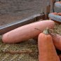 20 PCS Seeds Pink Banana Jumbo Pumpkin Seeds Flesh Fruits Squash Vegetable