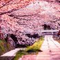 20 PCS Seeds Pink Beautiful Oriental Cherry Sakura Tree