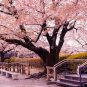 20 PCS Seeds Pink Beautiful Oriental Cherry Sakura Tree