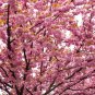 20 PCS Seeds Pink Beautiful Oriental Cherry Sakura Tree