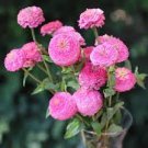 60 PCS Seeds Pink Beautiful Zinnia