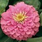 60 PCS Seeds Pink Beautiful Zinnia