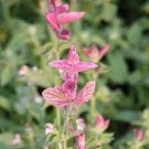 50 PCS Seeds Pink Butterfly Sage Flowers 50 PCS Seeds Pink Butterfly Sage Flowers
