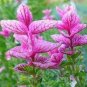 50 PCS Seeds Pink Butterfly Sage Flowers
