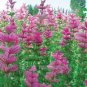 50 PCS Seeds Pink Butterfly Sage Flowers