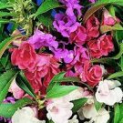 25 PCS Seeds Pink Camellia Impatiens 25 PCS Seeds Pink Camellia Impatiens